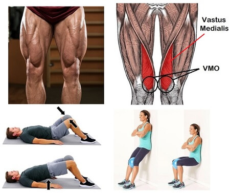 Vastus Medialis Anatomie